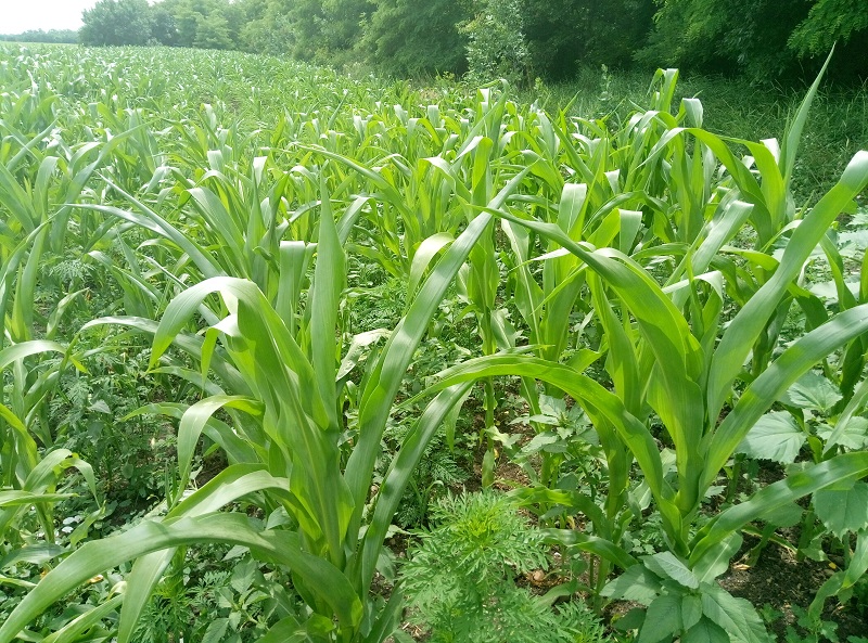 плохая обработка посевов кукурузы