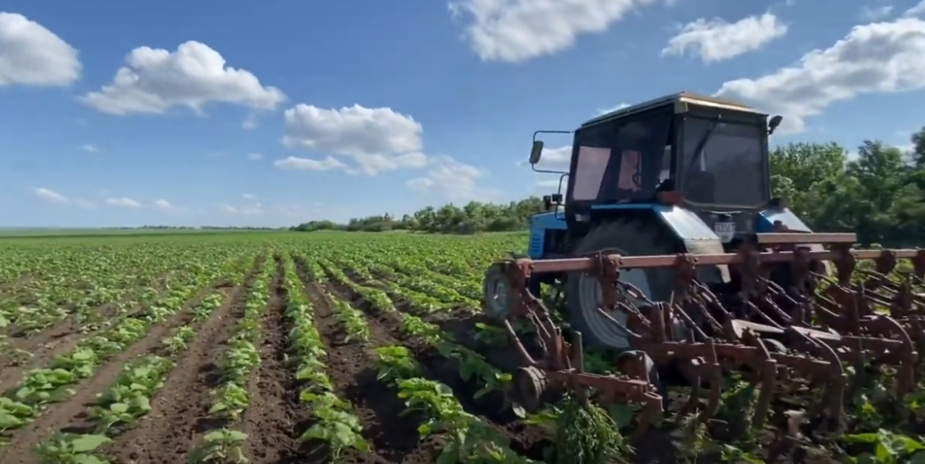 МЕЖДУРЯДНАЯ КУЛЬТИВАЦИЯ ПОДСОЛНЕЧНИКА
